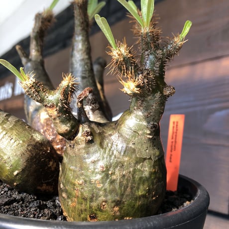 pachypodium gracilius《L size》現地焼け肌&3-he'd株※現地球発根後店主国内管理5年株※wild現地焼け肌の上アシンメトリーな良樹形※mad black pot植え