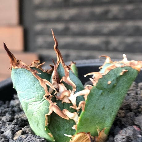 agave titanota  白鯨陽炎type《S size》※現地球株発根済 ④※唸り良き鋸歯に幅広肉厚タイプ※black pot植え