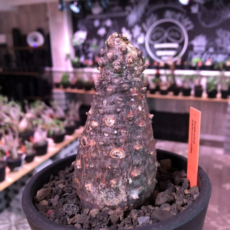 euphorbia   pachypodioides《大きめM size 》※ボコボコ肌＆個体差の赤肌ぼってり樹形‼︎葉の表がグリーンで葉裏色と紫花な魅力的‼︎※mad black pot植え