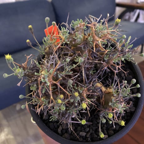 othonna   euphorbioides《M  size》mad black pot植え　極太幹&極美株‼︎  店主管理４年株