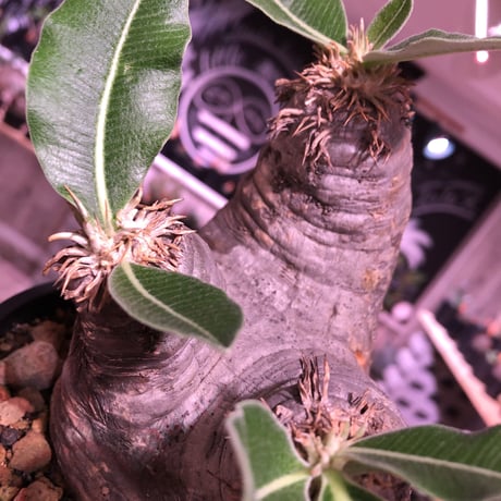packypodium    roslatum var. eburneum（M  size）