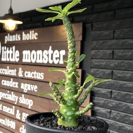 希少‼︎dorstenia gigas《小さめL  size》littmon  seed🌱9年株※極太ぼってり株元に良枝振りなリトモン渾身の一株※mad black pot植え