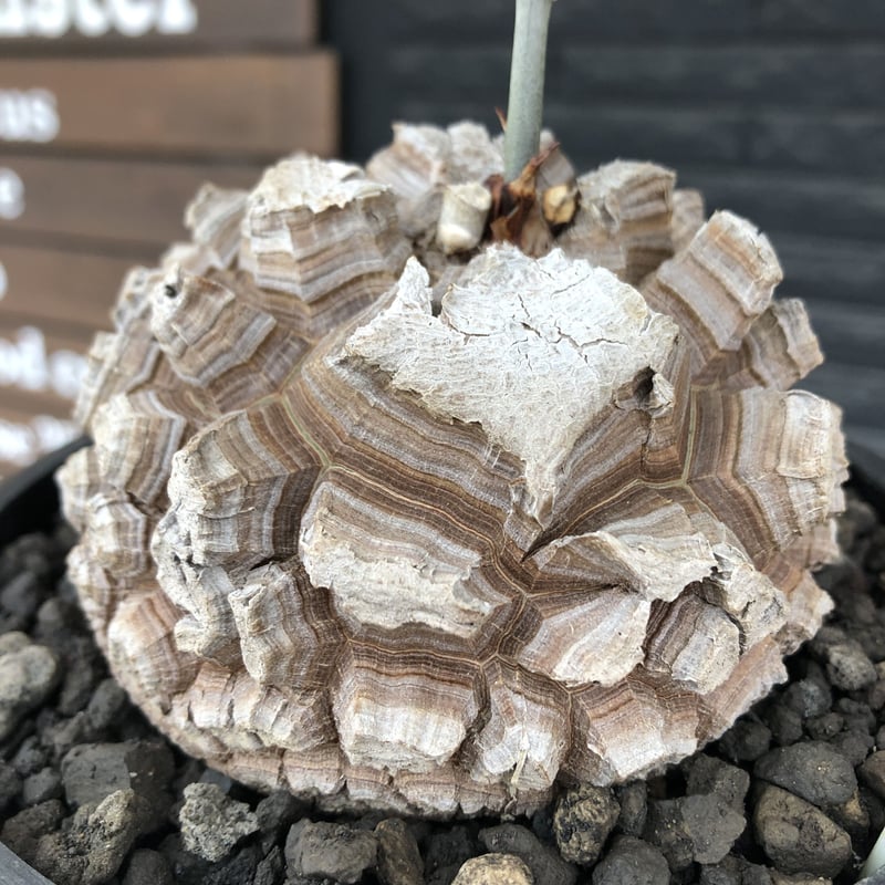 GIRUVI Dioscorea Elephantipes 亀甲竜 dioscorea elephantipes アフリカ亀甲竜《大きめL size》※今後