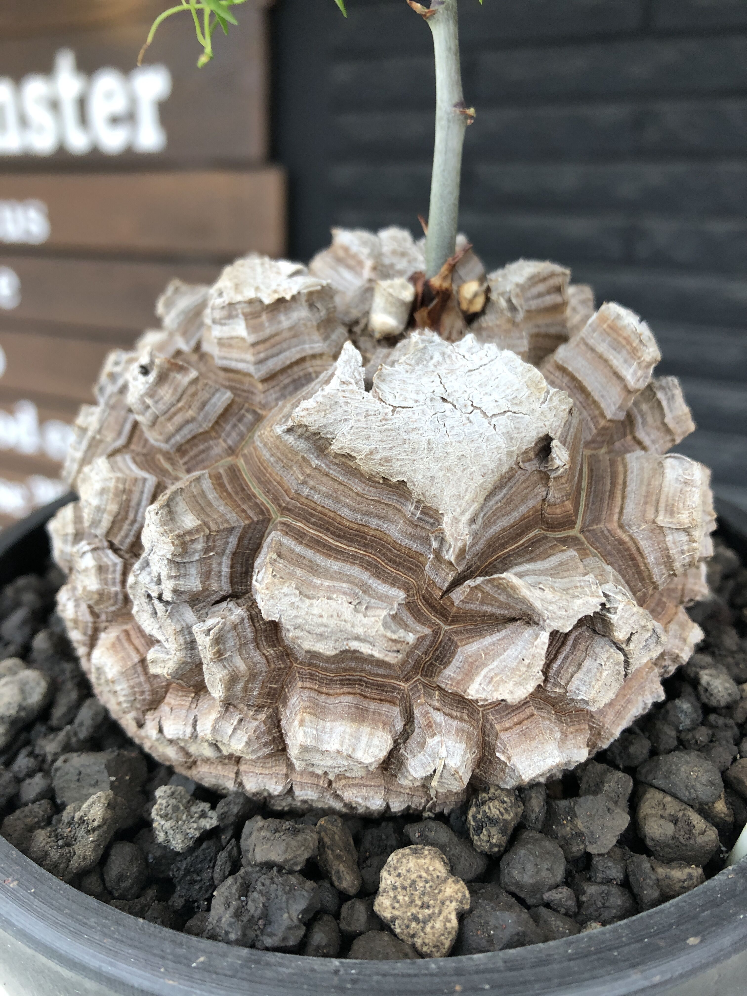 dioscorea elephantipes アフリカ亀甲竜《大きめL size》※今後輸入が