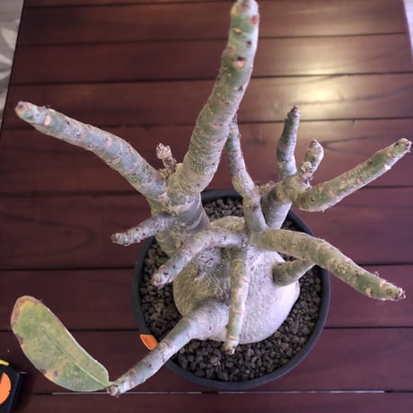 adenium   arabicum