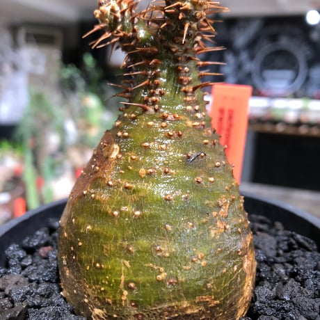 pachypodium gracilius《大きめS size》※現地球株発根済※チャームポイント的現地焼け＆極green肌を兼ね備えた良樹形株‼︎※black bowl pot植え