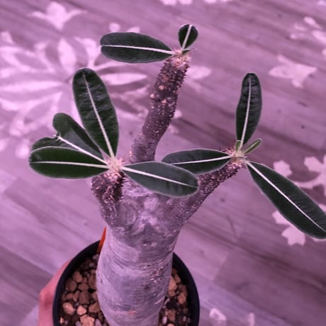 packypodium  roslatum  var.  cactipes《L size》