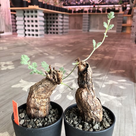 pelargonium  triste《L size》big‼︎ トリステ！！