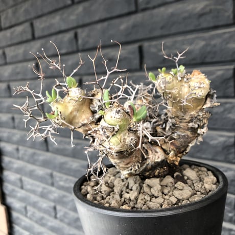 tylecodon  reticulatus《大きめM size》※現地球発根済株※店主国内管理3年株※weight低く幹も太い‼︎wild過ぎでimpact絶大‼︎※mad black pot植え