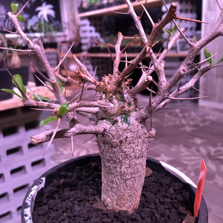fouquieria    columnaris 観峰玉 《L size》mad  black  marble   bowl  pot  植え　※店主管理6年株