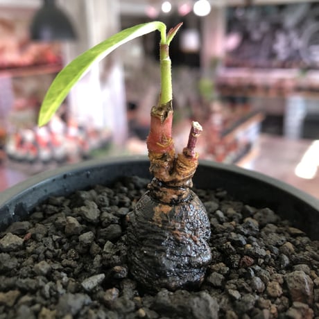 monadenium discoideum《M size 》※現地球発根後店主国内管理2年株※激希少種‼︎ツルツルブラック肌&葉とのcontrastも美しすぎる一株※mad black pot植え
