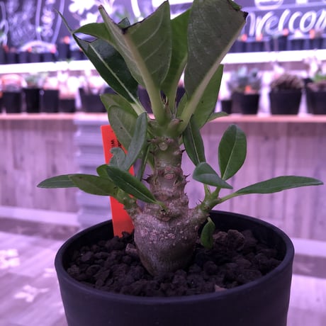 packypodium  windsorii    littmon   seed 🌱《S size》２年半株‼︎