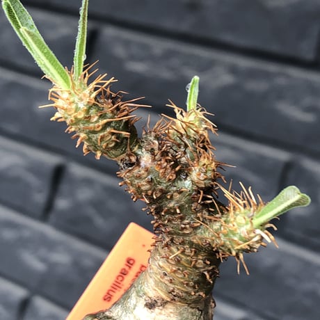 pachypodium gracilius《小さめM size》まん丸球体&一部green肌※現地球発根後店主国内管理1年株※大変球体感強くまん丸で愛くるしい一株※mad black pot植え