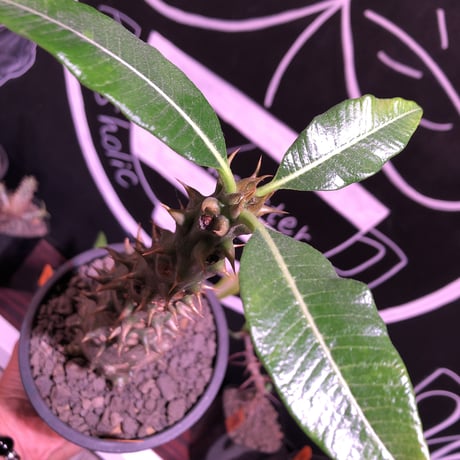 packypodium  baronii《L size》