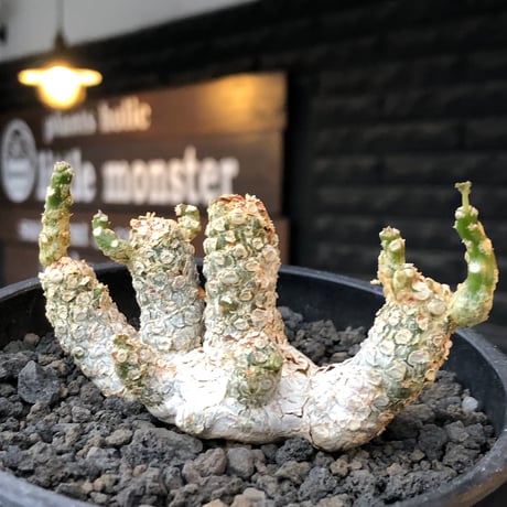 dorstenia  horwoodii《LL size》※現地球株発根済※古き良き味深い極白肌&低重心ぷっくり株元も堪らない渾身の一株‼︎※black bowl pot植え