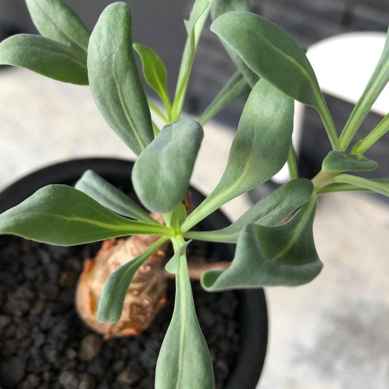 希少 コレクション株 オトンナ パキポダ othonna pachypoda《M size》※激希少‼︎現地球株発根済※とびきりほって