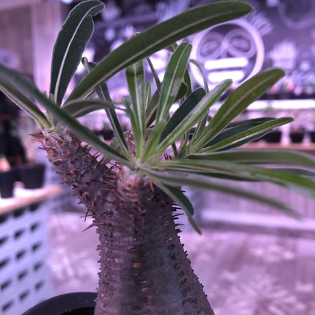 packypodium  gracilius《S size》※現地球発根済み株‼︎  （限定1株）※ツル肌にまん丸樹形が堪らないチビキリス※mad black pot植え