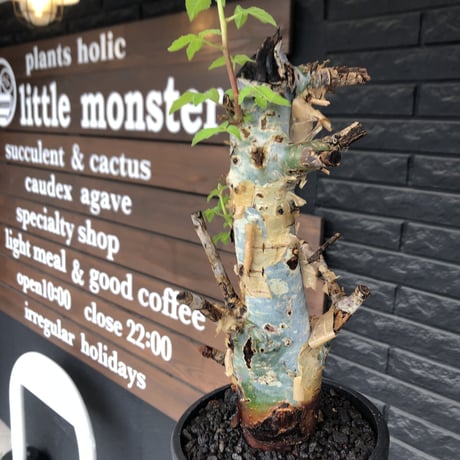 commiphora  holtziana《L size》※現地球発根後店主国内管理2年株※良き佇まいに味深表皮が堪らない※mad black bowl pot植え