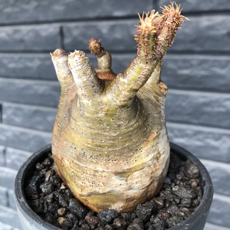packypodium  gracilius《M size》ロゼット枝※現地球発根済株※店主国内管理3年株※360度展開した枝振りに短枝＆多枝な大変ぼってり良樹形※mad black pot植え