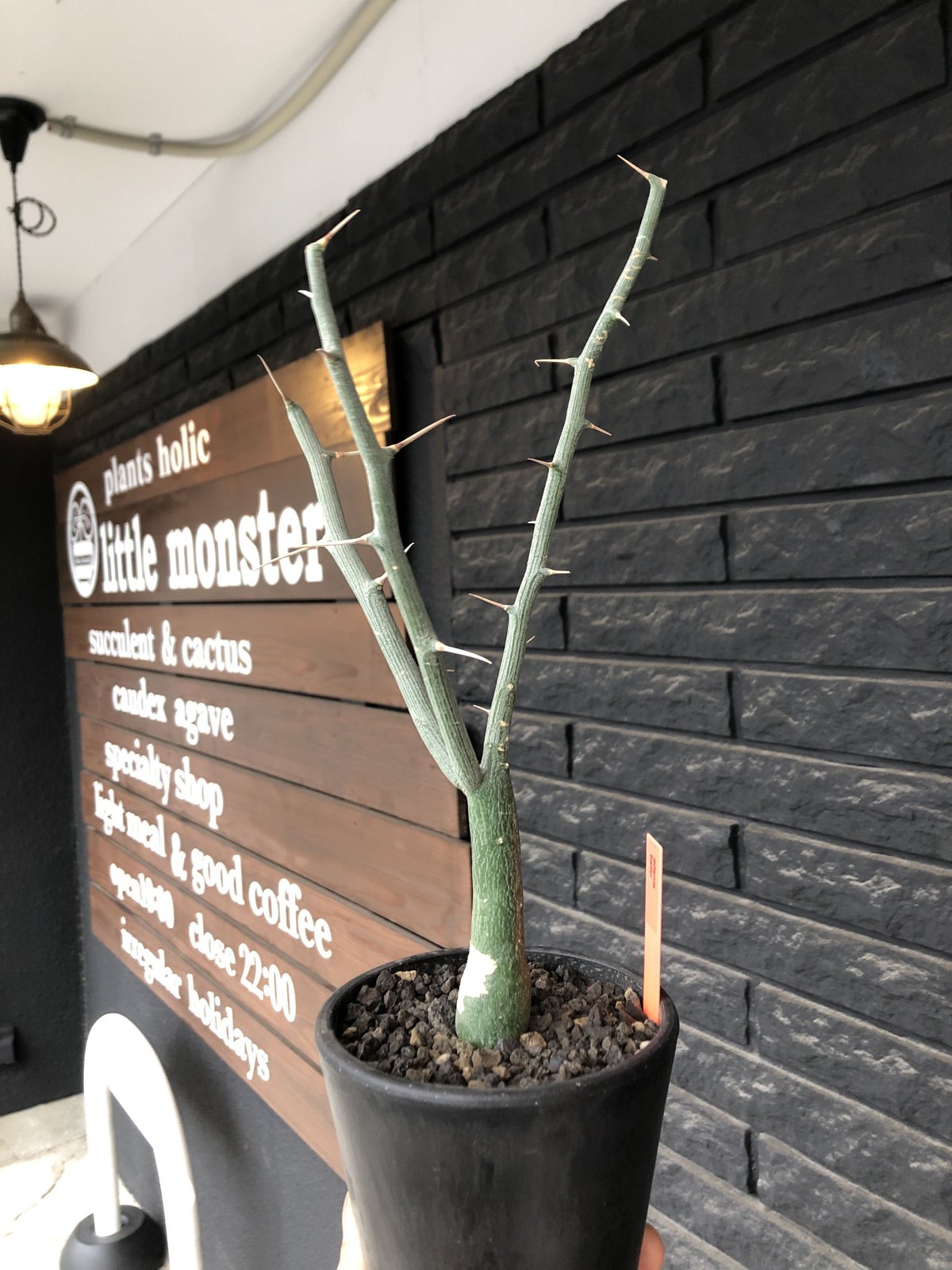 adenia ballyi《M size》※現地球発根後店主国内管理3年株※極めて