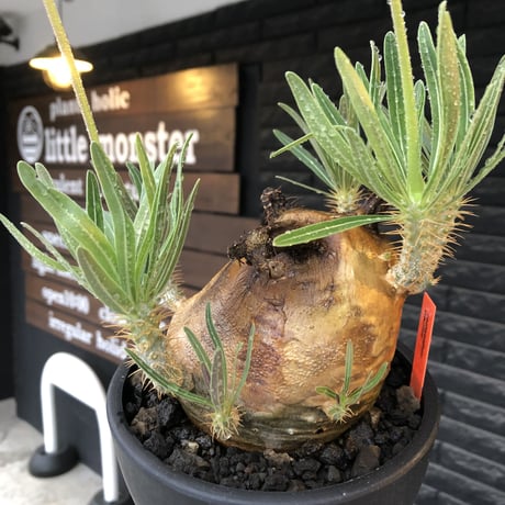 pachypodium gracilius《L size》※現地球株発根済（店主所有株）※360度現地焼け表皮&360度胴吹き枝を持つ唯一無二過ぎる渾身の一株※mad black bowl pot植え