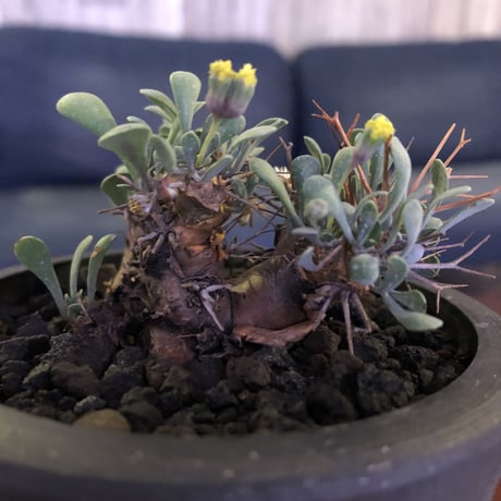 othonna   euphorbioides《S  size》mad black pot植え　※株元から四つに分岐した枝ぶり激しき株‼︎
