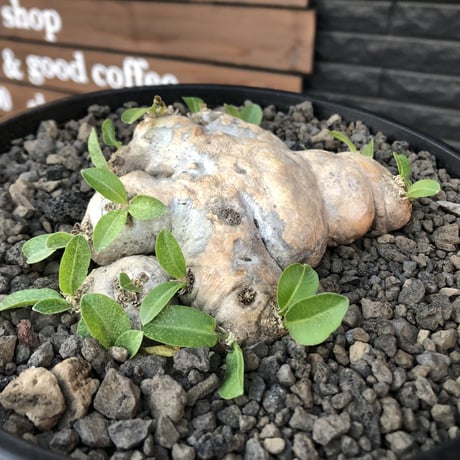 pachypodium  brevicaule恵比寿笑い《M size》※現地球発根済株※より偏平さが強く、肌質や肌カラーが大変綺麗な笑い‼︎今後流通少なくなります※浅鉢植え