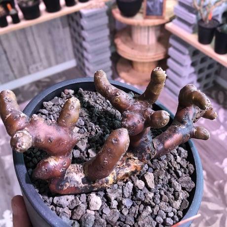 sarcocaulon   multifidum《L size》balance良き、大変人気のあるムルチ‼︎  ※mad  black  pot植え