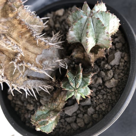 euphorbia horrida《大きめM size》子吹き群生株※現地球発根後店主国内管理6年株※ワイルドな木質化と荒々しく刺々しい男前な出立ち※mad black pot植え