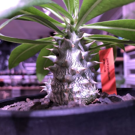 packypodium gracilius  littmon  seed🌱《大きめS size》※大変でっぷりとした生育状態良きリトモン実生グラキ※mad black bowl pot植え※限定1株