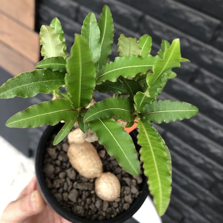 euphorbia cremersii《 L size》※現地球発根後店主国内管理2年株※美しいギザギザ葉に綺麗な塊根とのcontrastが堪らない一株※mad black pot植え