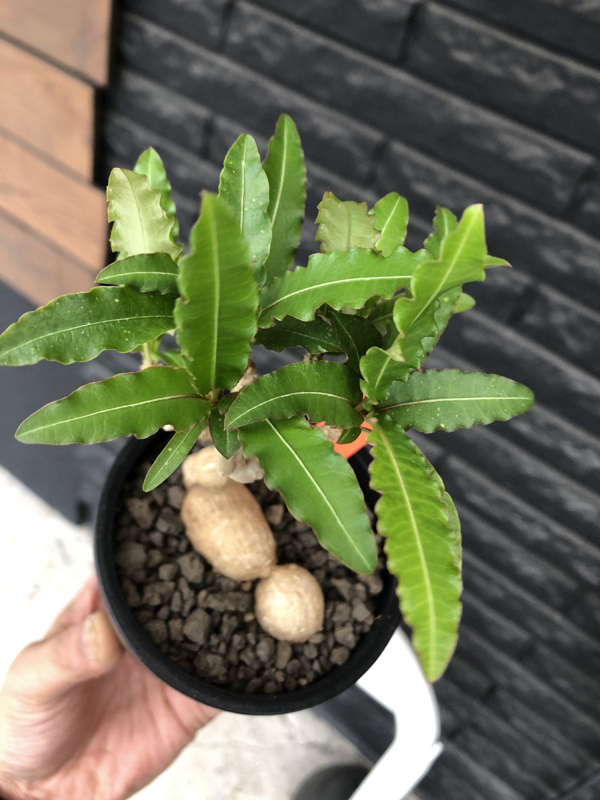 euphorbia cremersii《 L size》※現地球発根後店主国内管理2年株※美し...