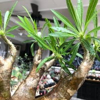 cyphostemma juttae《M size》 | plants holic