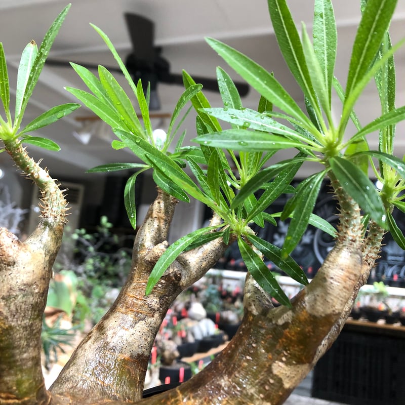 pachypodium inopinatum《L size》※現地球株発根済※斜面に自生のため