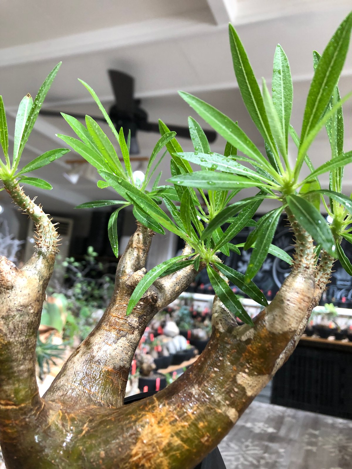 pachypodium inopinatum《L size》※現地球株発根済※斜面に自生のため