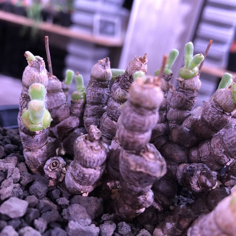 monilaria   moniliformis《M size》希少群生株 ※冬型caudex‼︎　オススメ株　※浅鉢植え