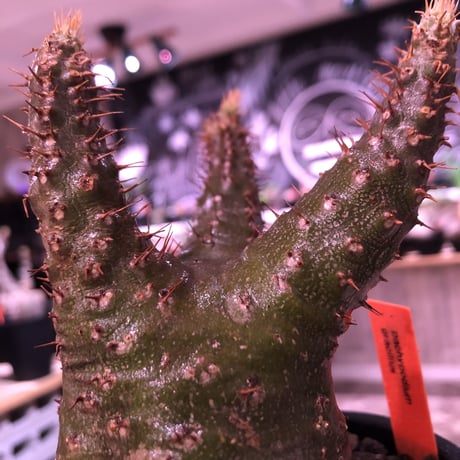 packypodium  gracilius《M  size》※現地球発根済株‼︎※短枝の為、丈も短くぼってり樹形な上、激希少‼︎グリーン肌な激レア株‼︎※mad black pot植え