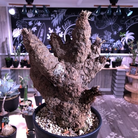xerophyta   trichophylla《L size》 &《L L size》