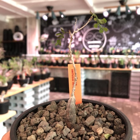 opercullicarya  packypus  littmon  seed🌱 《4年株》※枝が作られる丁度良き樹齢‼︎＆丈の締まったサイズ感※mad black bowl pot植え※限定4株