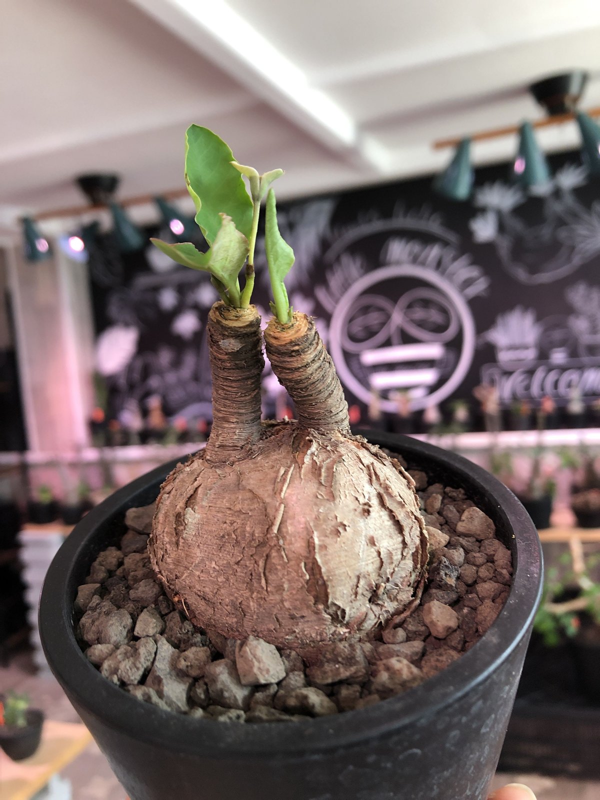 euphorbia subapoda《大きめM size》※大きくbalanceも良型‼︎スス