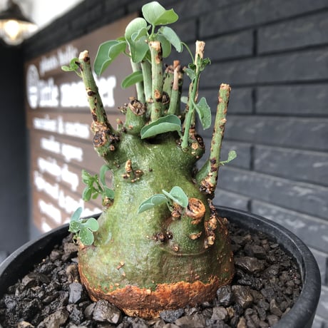 adenia spinosa《大きめM size》球体wild株※現地球発根後店主国内管理3年株※まん丸低重心&枝振りゴツゴツ感が男らしい佇まいが堪らない※mad black pot植え