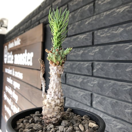 euphorbia ramiglans《 M size》※現地球発根済株※店主国内管理発根後2年株※ゴツゴツ感と白く美しく朽ちくした肌が堪らなく味深い一株‼︎※mad black pot植え