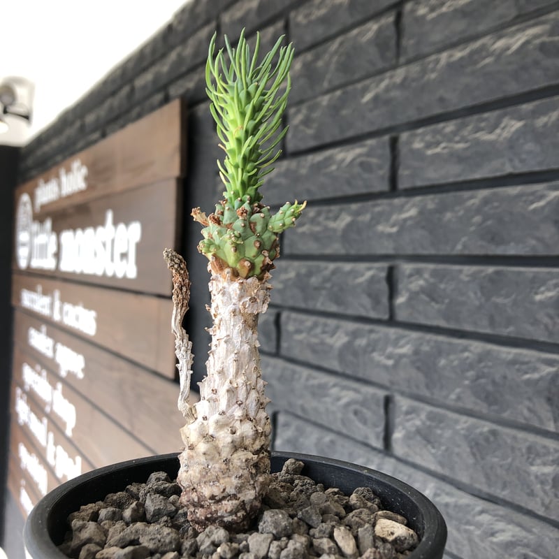 euphorbia ramiglans《 M size》※現地球発根済株※店主国内管理発 