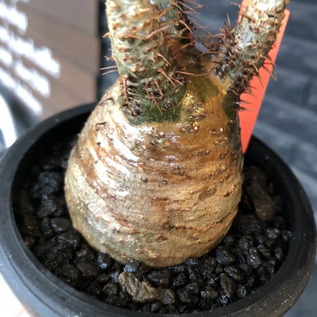 pachypodium gracilius《大きめS size》希少一部green&brown肌※現地球発根後店主国内管理2年株※ぼってり&特化したカラーが堪らない※mad black pot植え