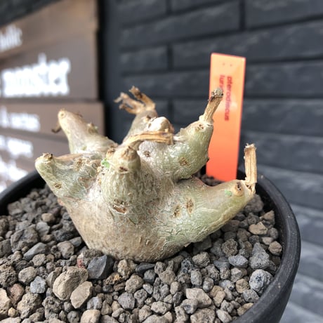 pterodiscus luridus 《M size》極低重心株※現地球発根後店主国内管理2年株※balance良く、丸々し極低重心株※mad  black bowl  pot植え