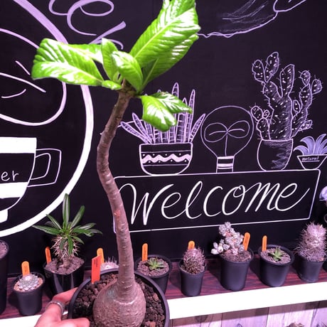packypodium  decaryi《L size》店主管理9年株 ※mad black pot植え