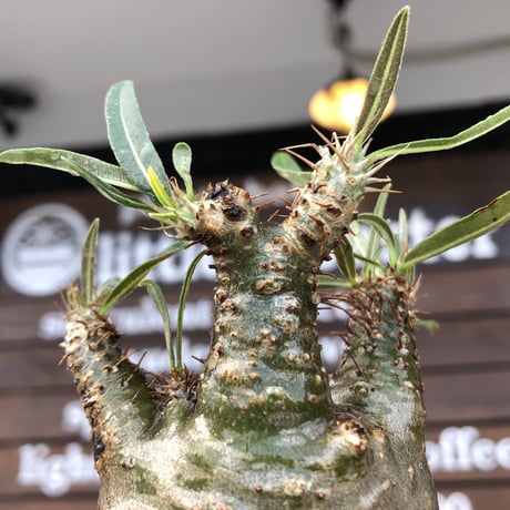 pachypodium  gracilius《大きめS size》激希少‼︎極green肌※現地球発根済株※店主国内管理2年株※手を開いたような良き枝振りな低重心樹形※mad black pot植え