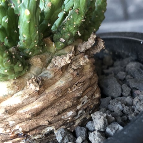 euphorbia gorgonis《L size》※現地球発根後店主国内管理3年株※人気🐙タコもの‼︎美多肉質葉&木質wild塊根の二面性が魅力※mad  black  pot植え