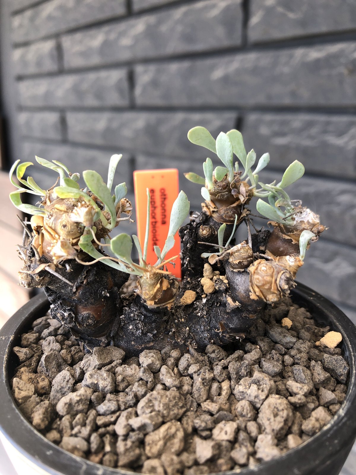 othonna euphorbioides《M size》※現地球発根後店主国内管理3年 othonna euphorbioides《M size》※現地球発根後店主国内管理3年
