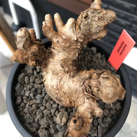 euphorbia itremensis《L size》※現地球株発根済①※極太塊根＆極太枝を持つマッチョなイトレ※black pot植え